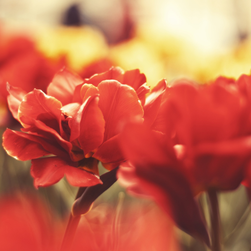 Цветы вблизи