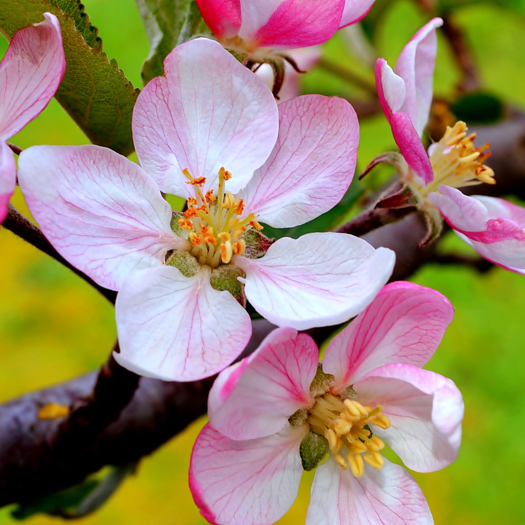 Цветы на ветке