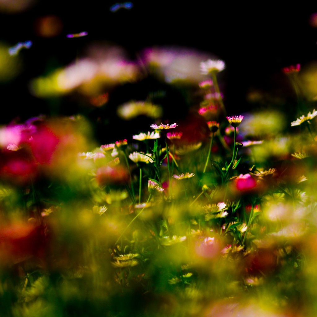 Цветы на фоне бликов