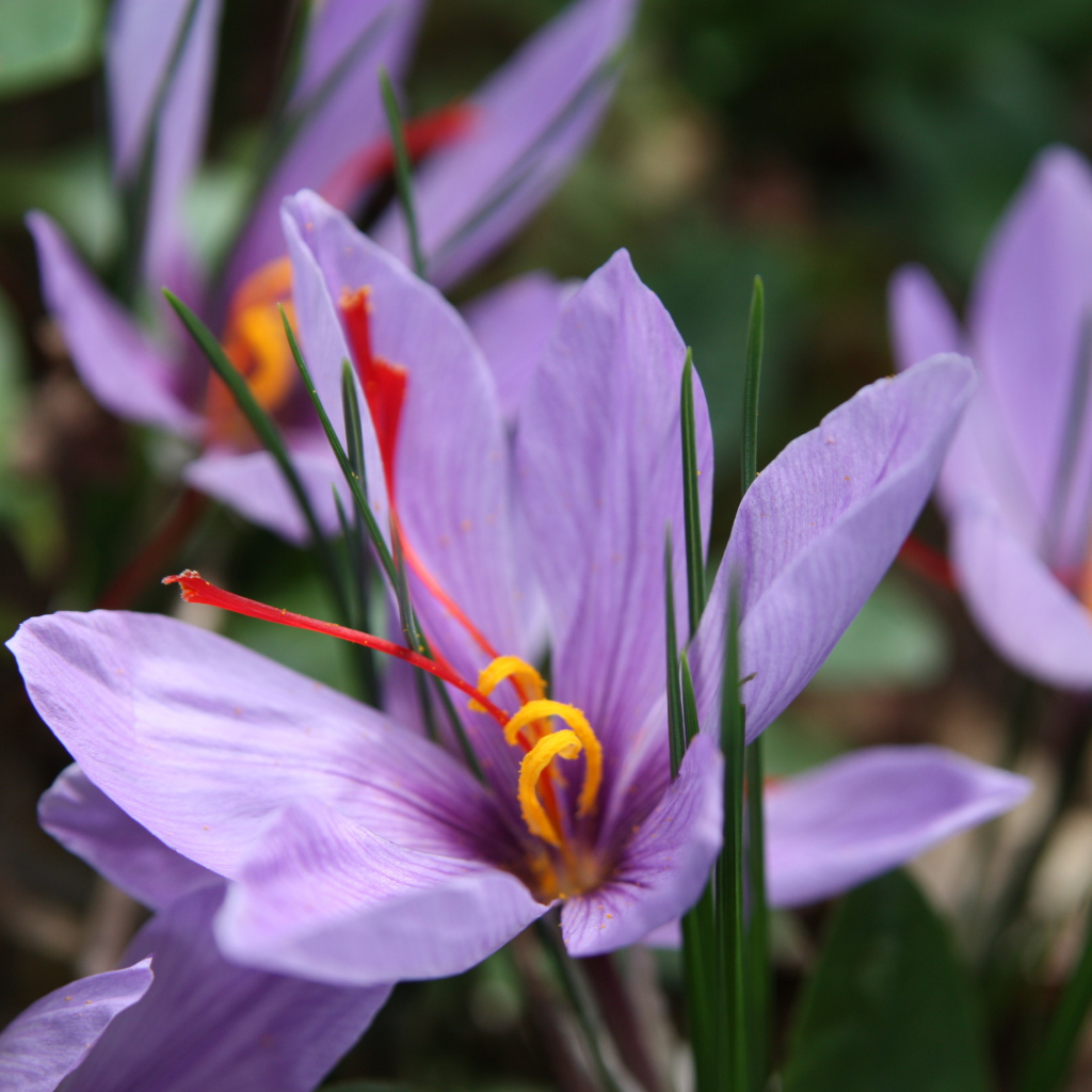 Цветы шафран на поляне