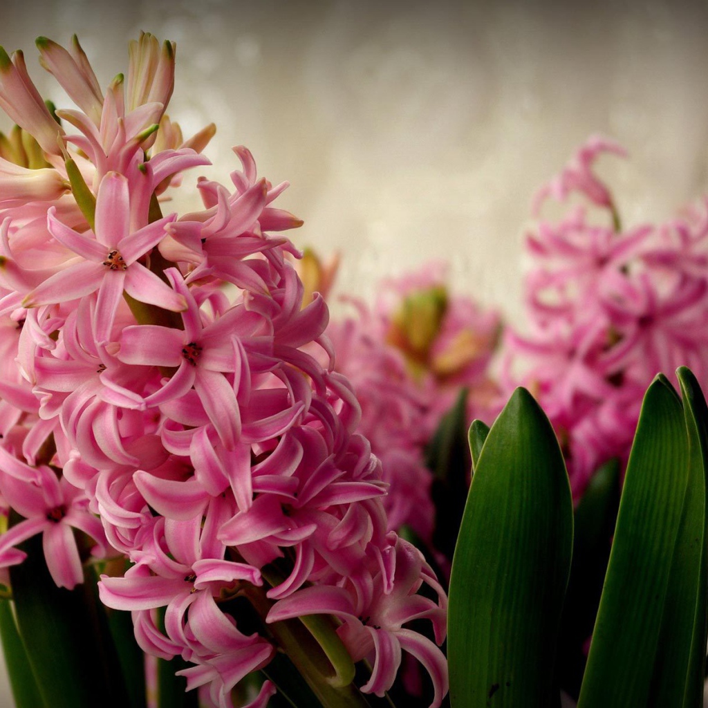 Цветы розовые гиацинты расцвели