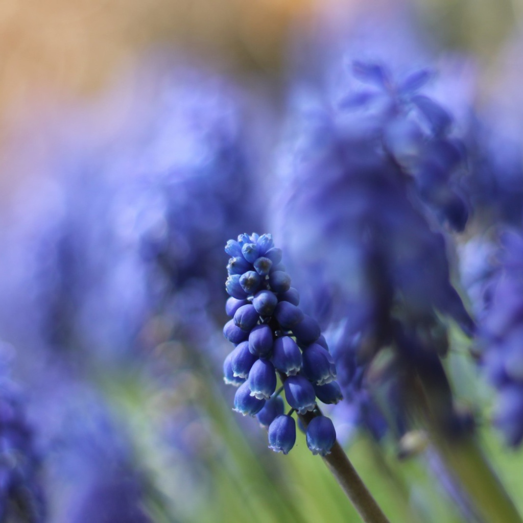 Цветы кисточкой