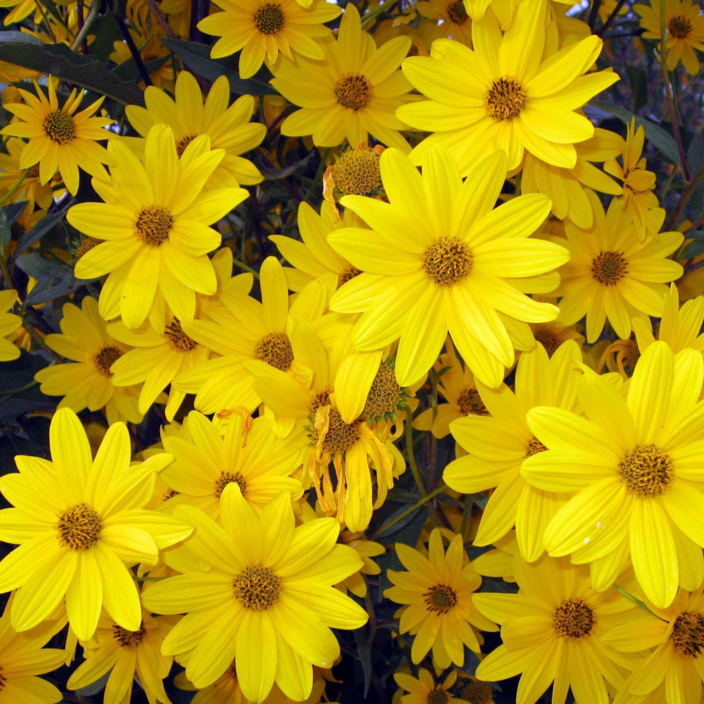 Цветы венидиум на дачном участке