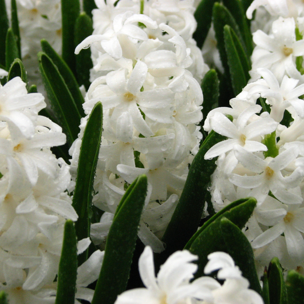 Цветы белые гиацинты