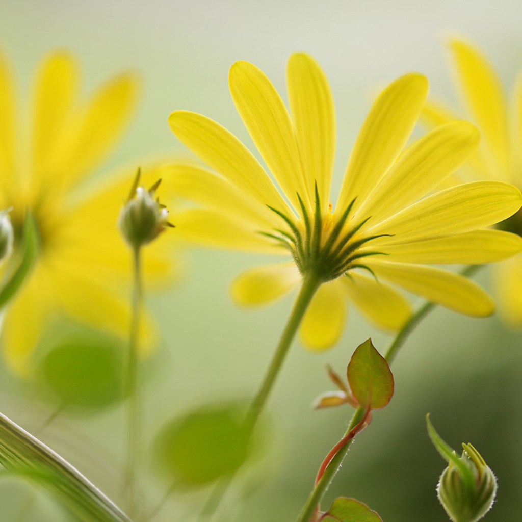 Цветы с длинными лепестками