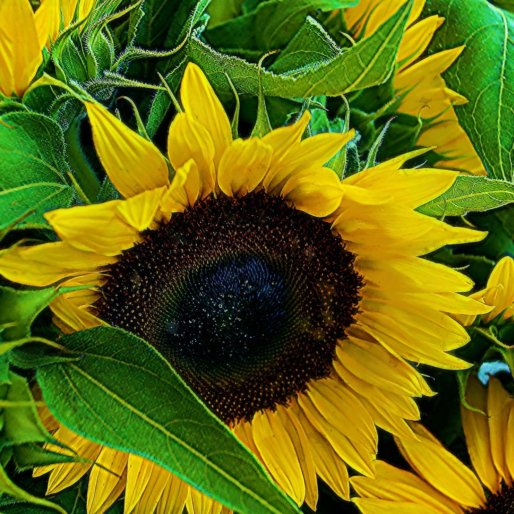 Цветы молодого подсолнуха