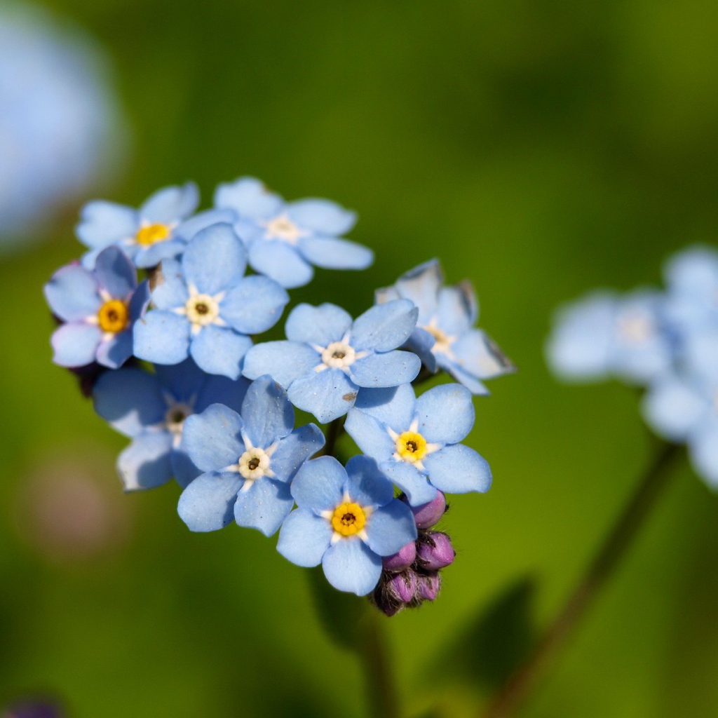 Красивые незабудки расцвели в саду