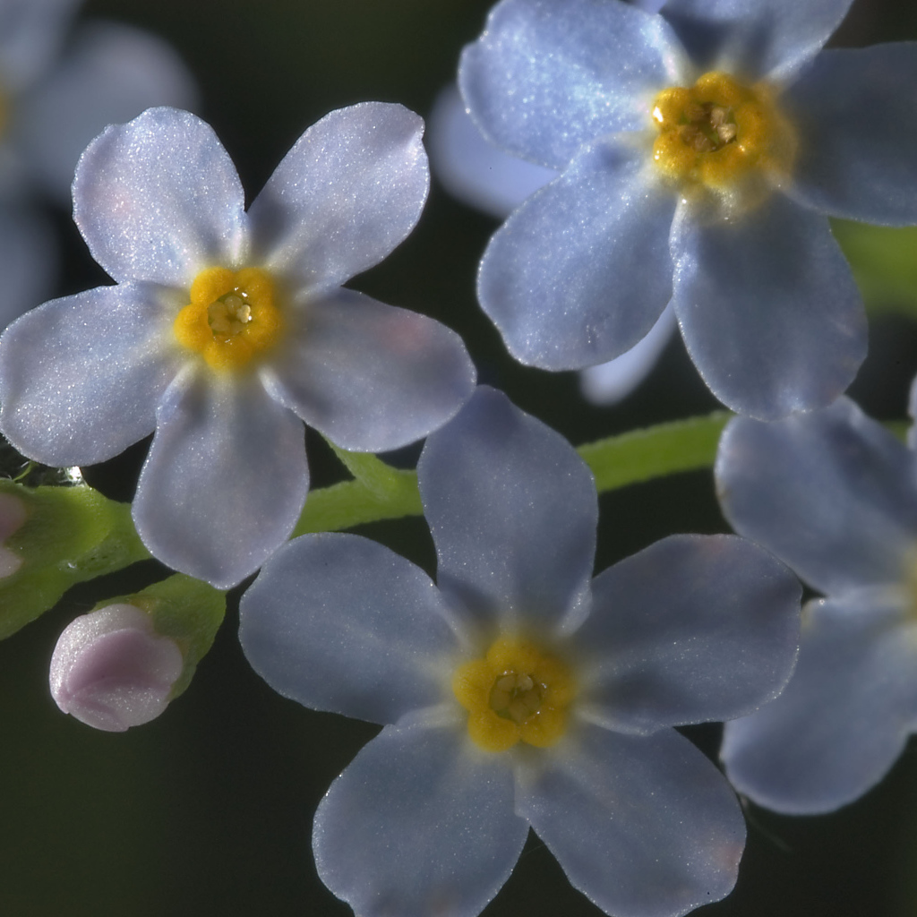 Незабудки красивые цветы