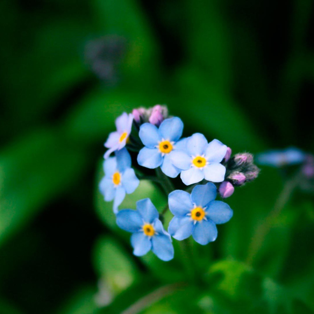 Цветы незабудки в лесу
