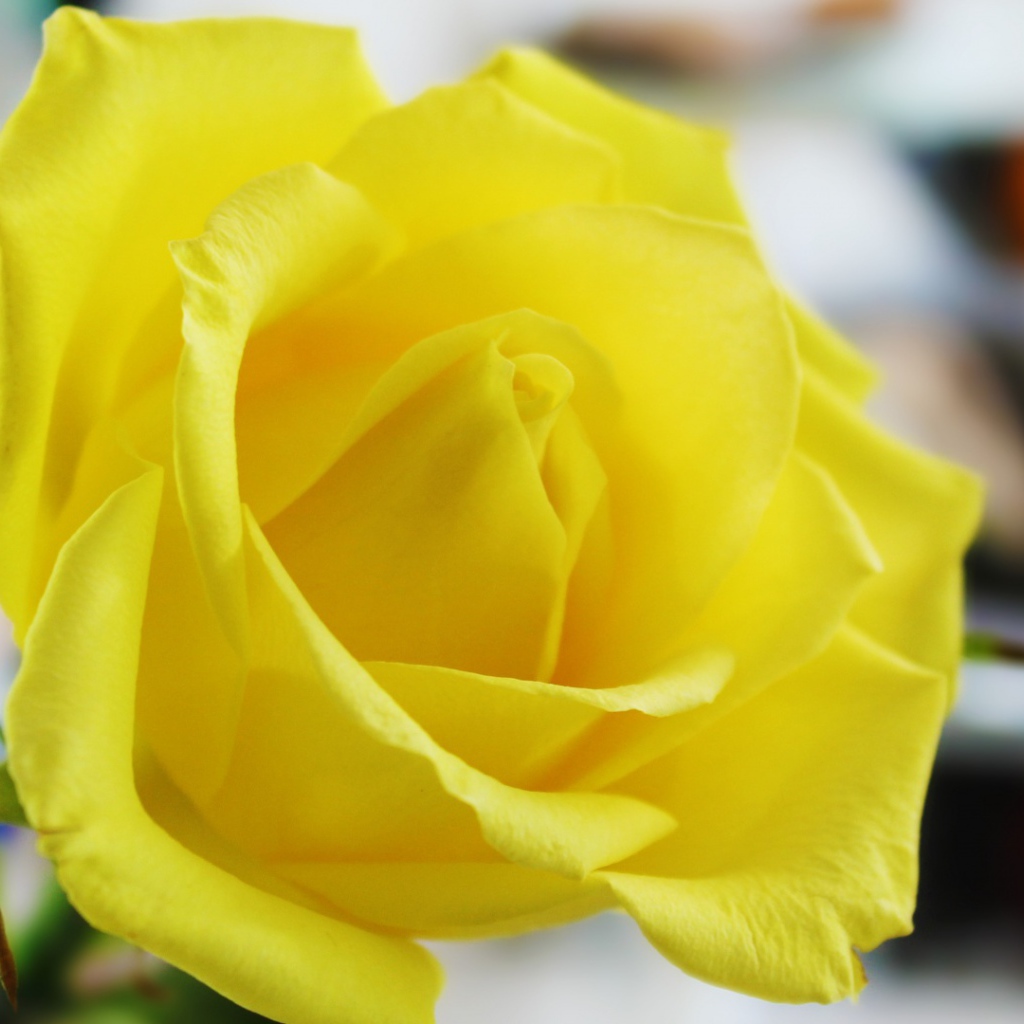 Ароматная жёлтая роза