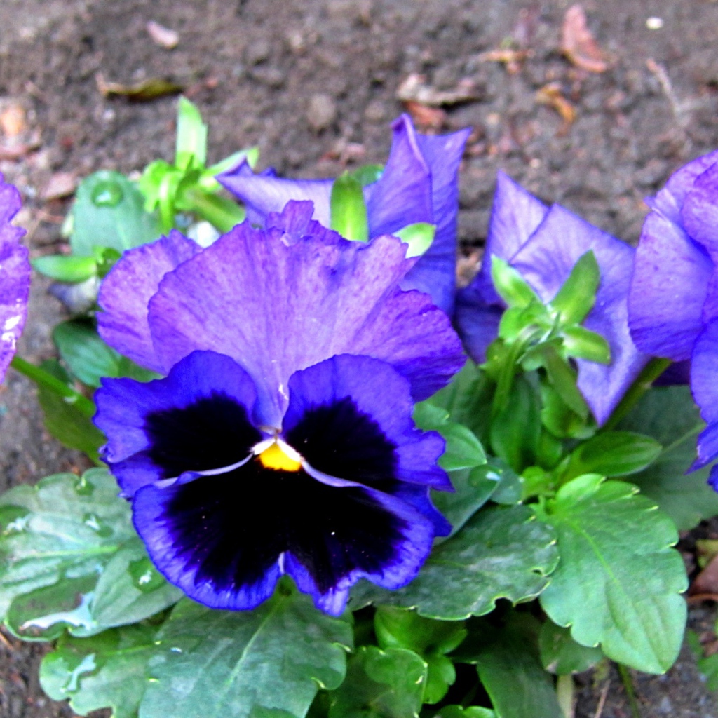 Живые цветы анютины глазки зацвели за домом