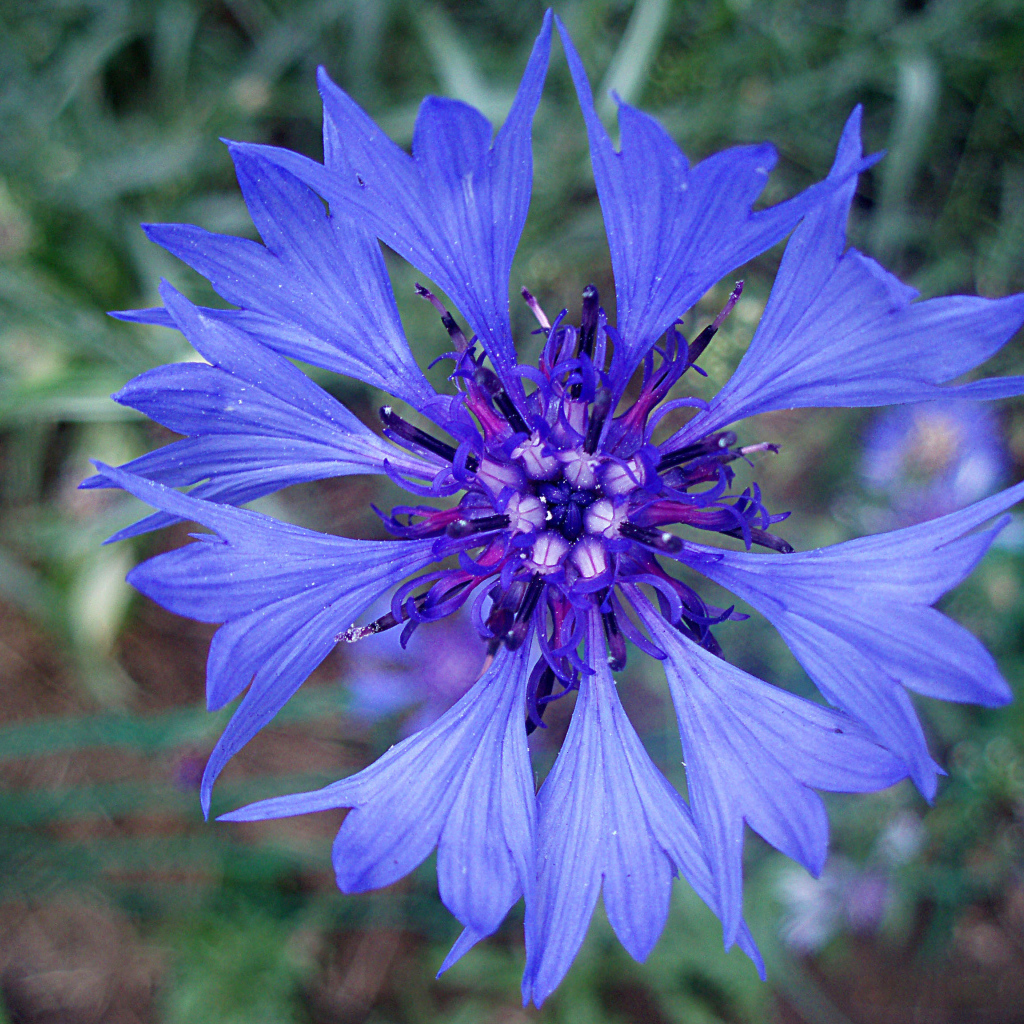 Садовые цветы васильки на дачном участке