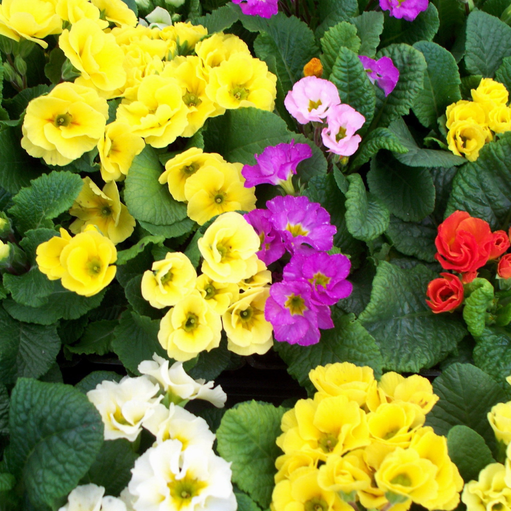 Садовые цветы примула на дачном участке