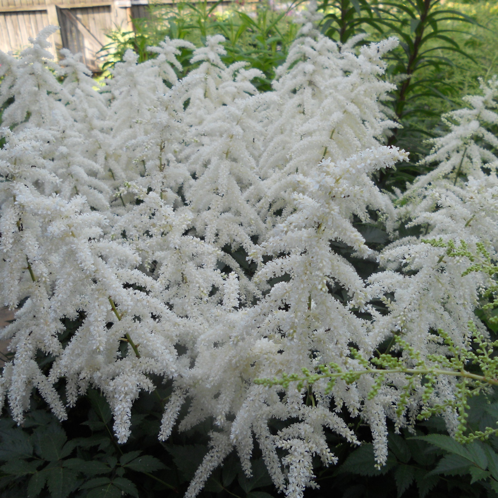 Садовые цветы астильба на дачном участке