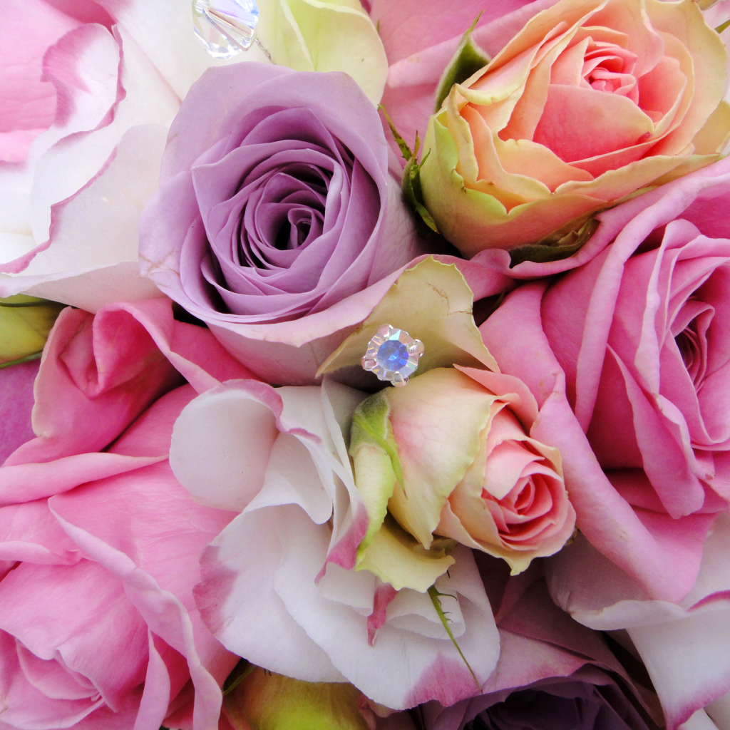 Садовые цветы эустома (ирландская роза) на дачном участке