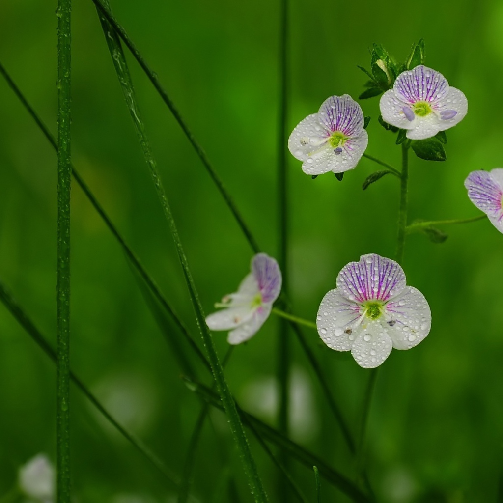Садовые цветы вероника на дачном участке