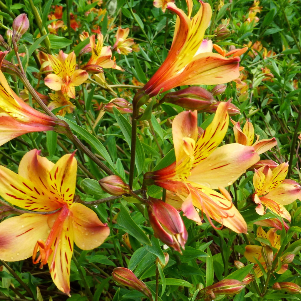 Садовые цветы альстремерия на дачном участке