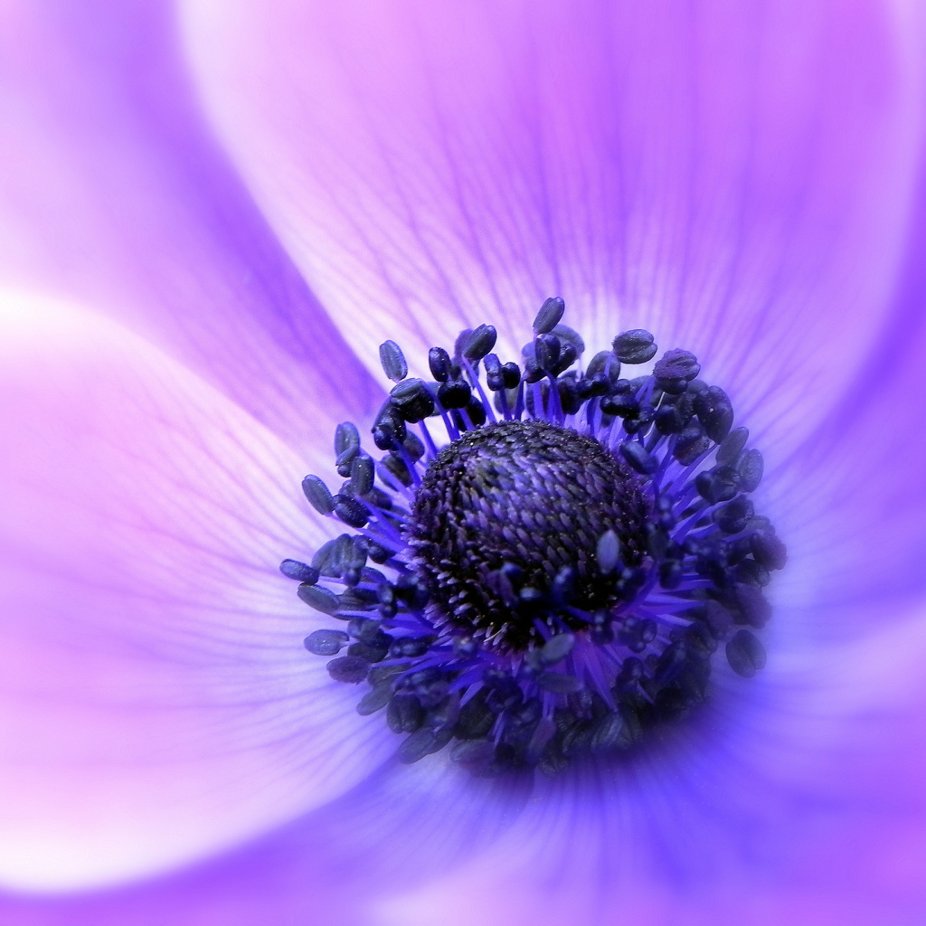 Садовые цветы анемона на дачном участке