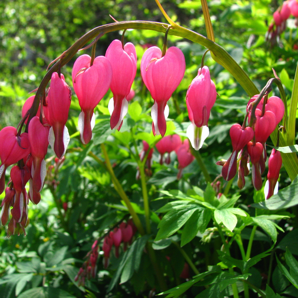 Садовые цветы дицентра на дачном участке