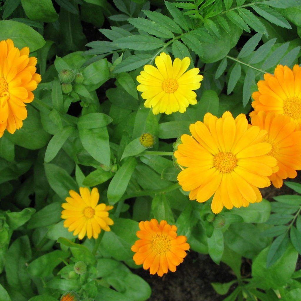 Садовые цветы календула на дачном участке