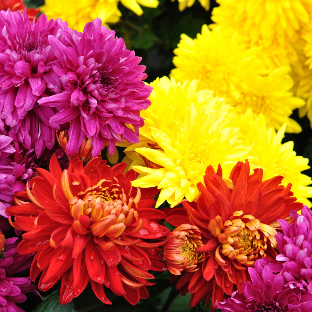 Садовые цветы хризантема на дачном участке