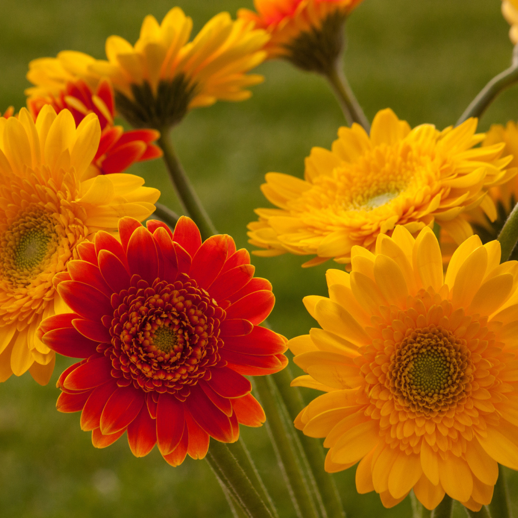 Садовые цветы гербера на дачном участке