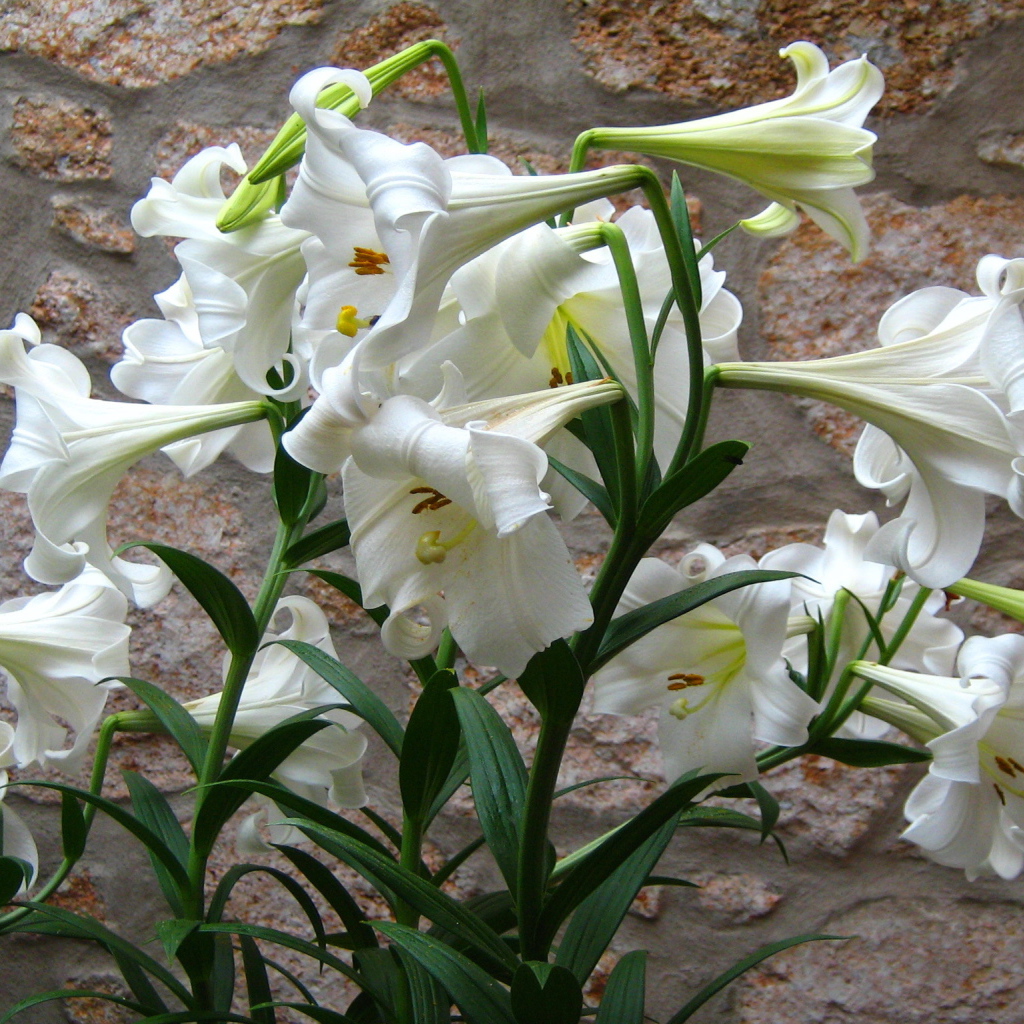 Садовые цветы лилия на дачном участке