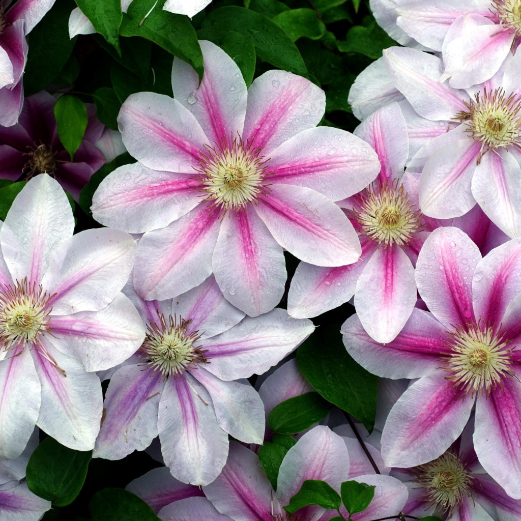 Садовые цветы клематис на дачном участке