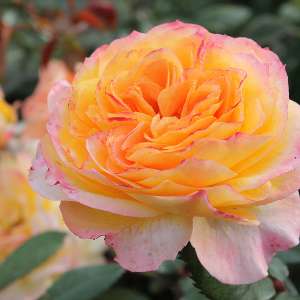 Садовые цветы кустарниковые розы на дачном участке