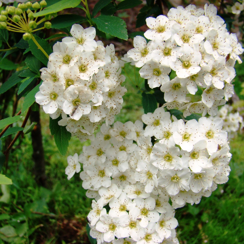 Садовые цветы спирея на дачном участке