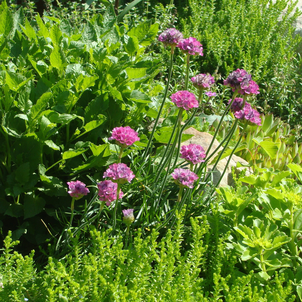 Садовые цветы армерия на дачном участке