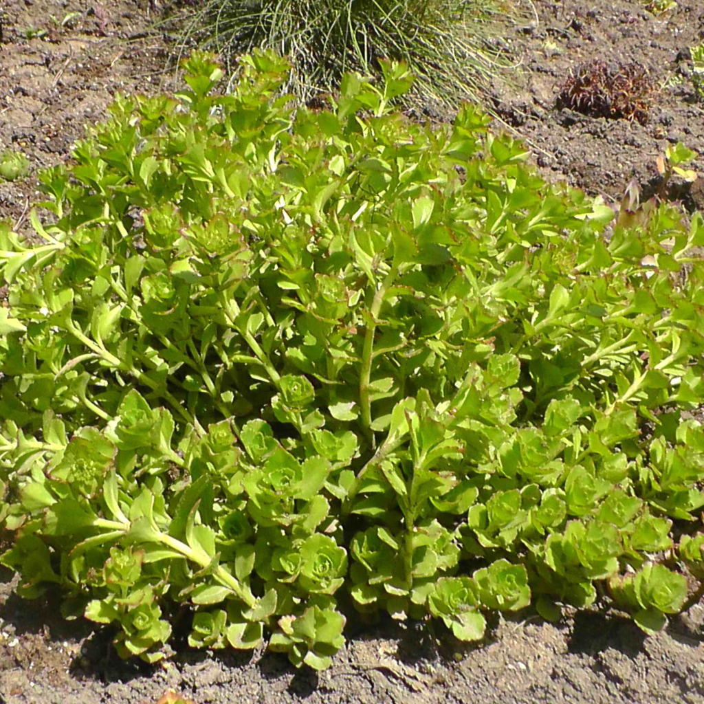 Садовое растение седум на дачном участке