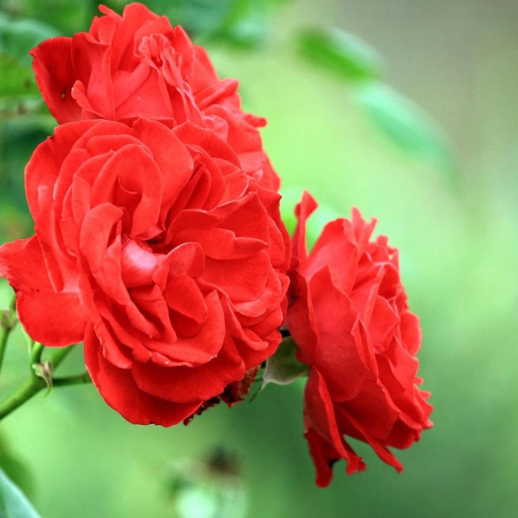 Садовые красные розы на фоне зелени