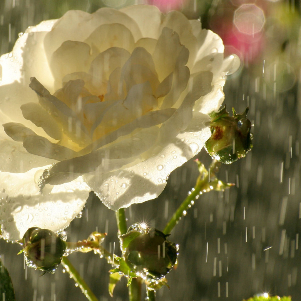 Садовая белая роза под дождём