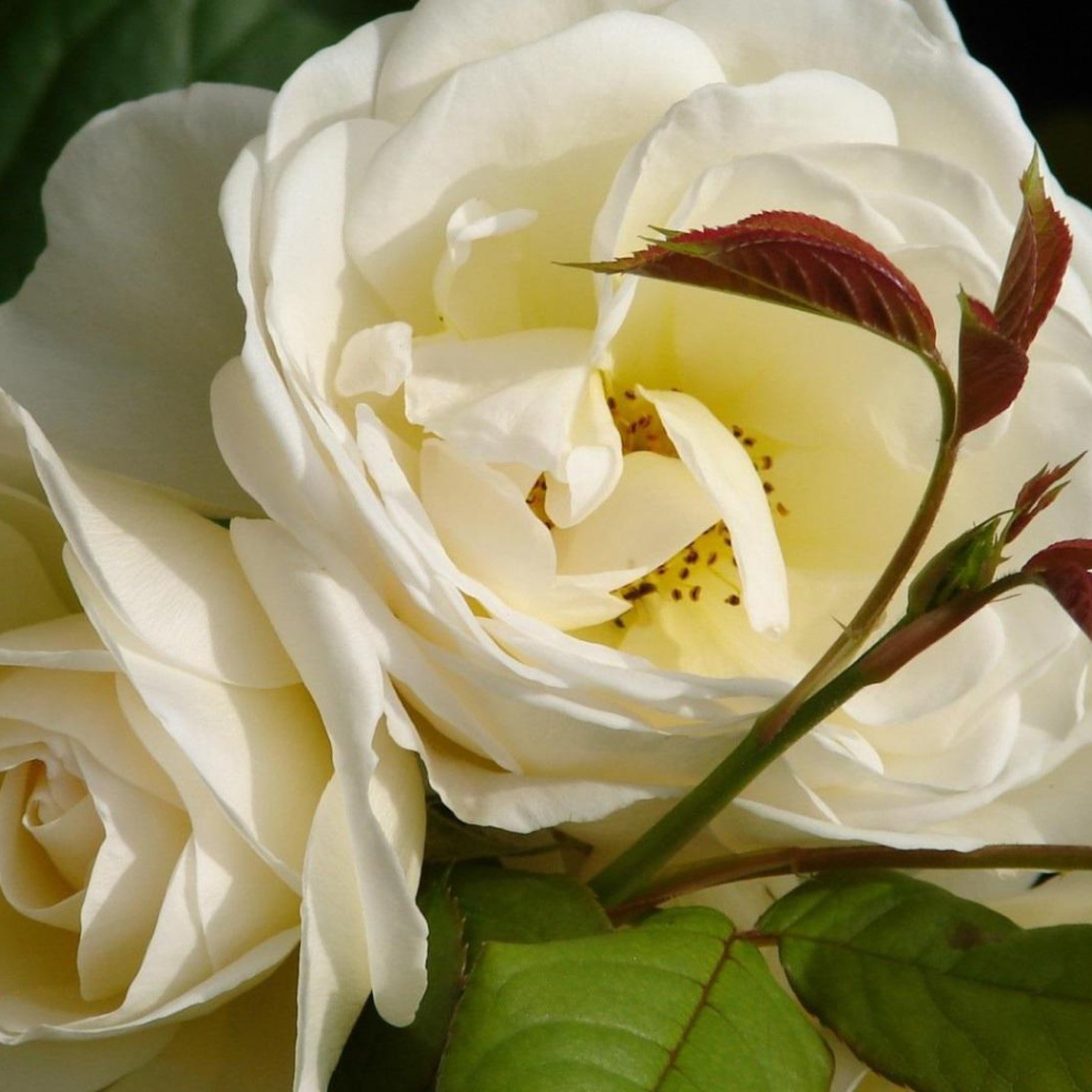 Садовые белые розы расцвели