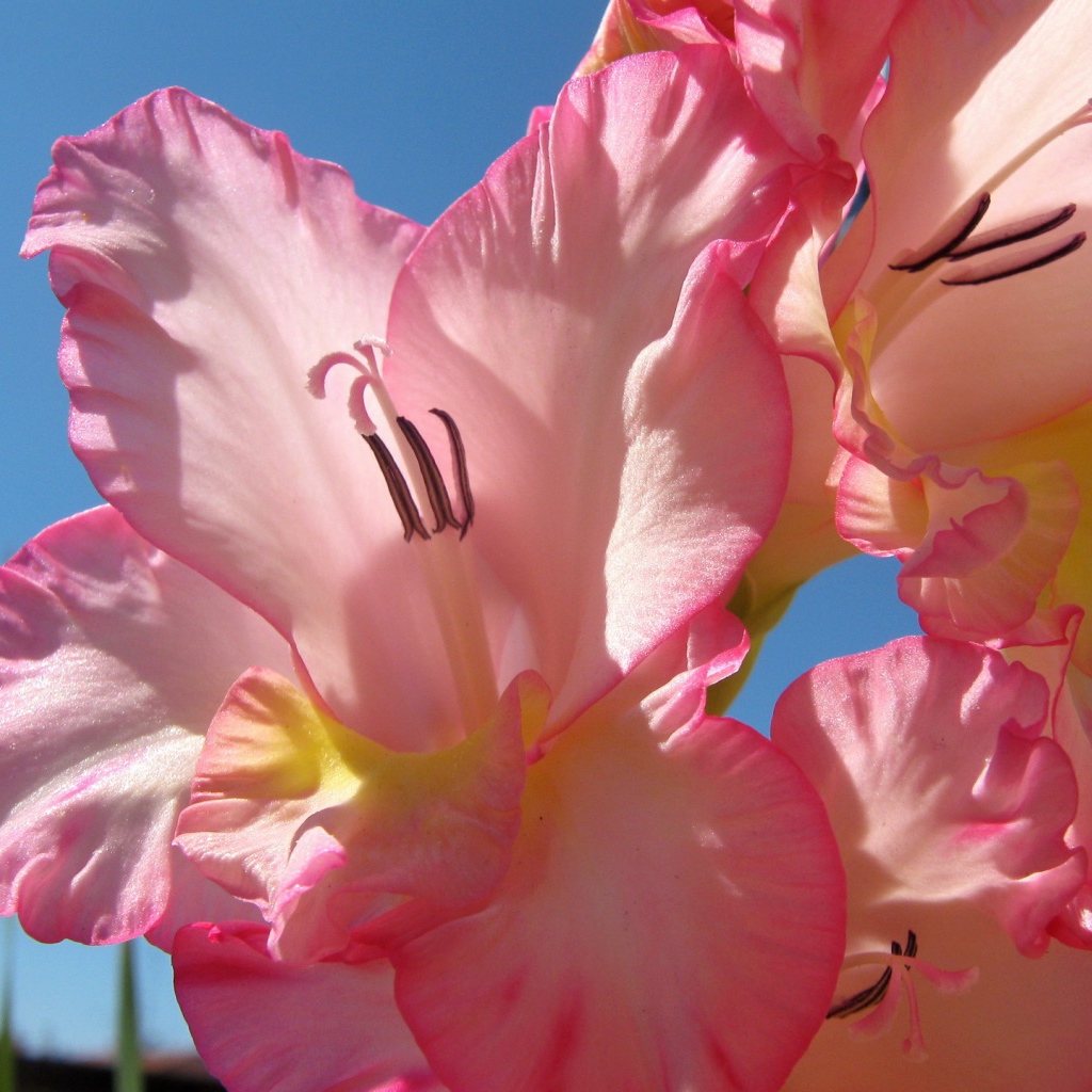 Нежно розовые цветы гладиолуса