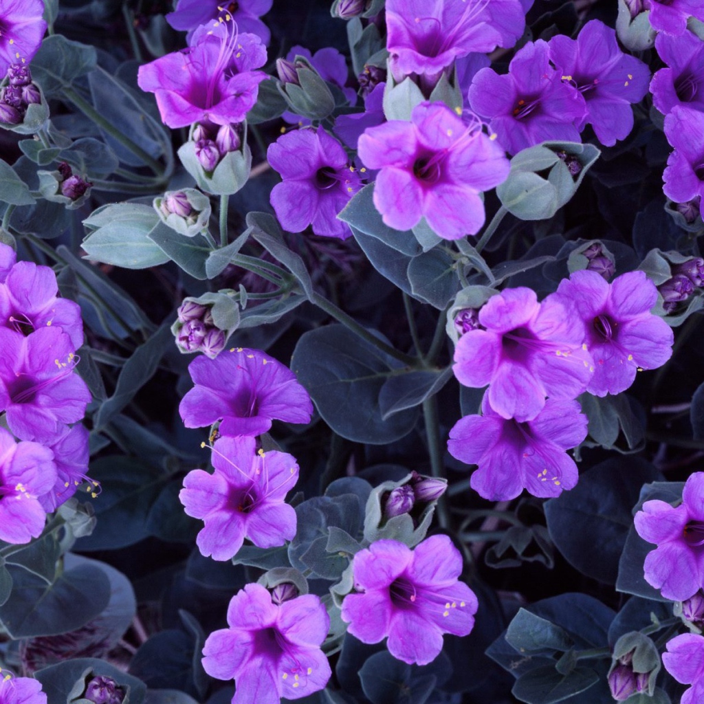 Цветы гиацинта 