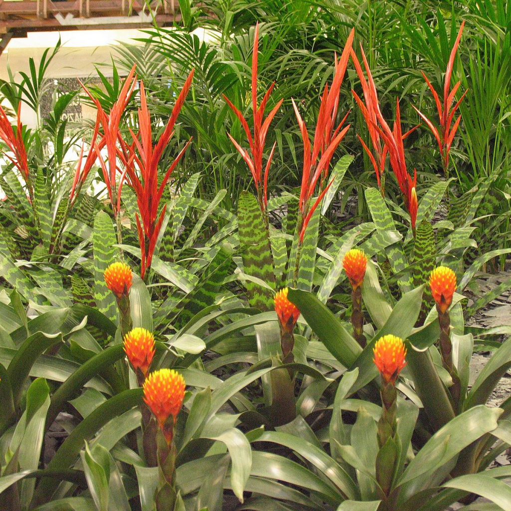 Имбирь (роскоя) на дачном участке