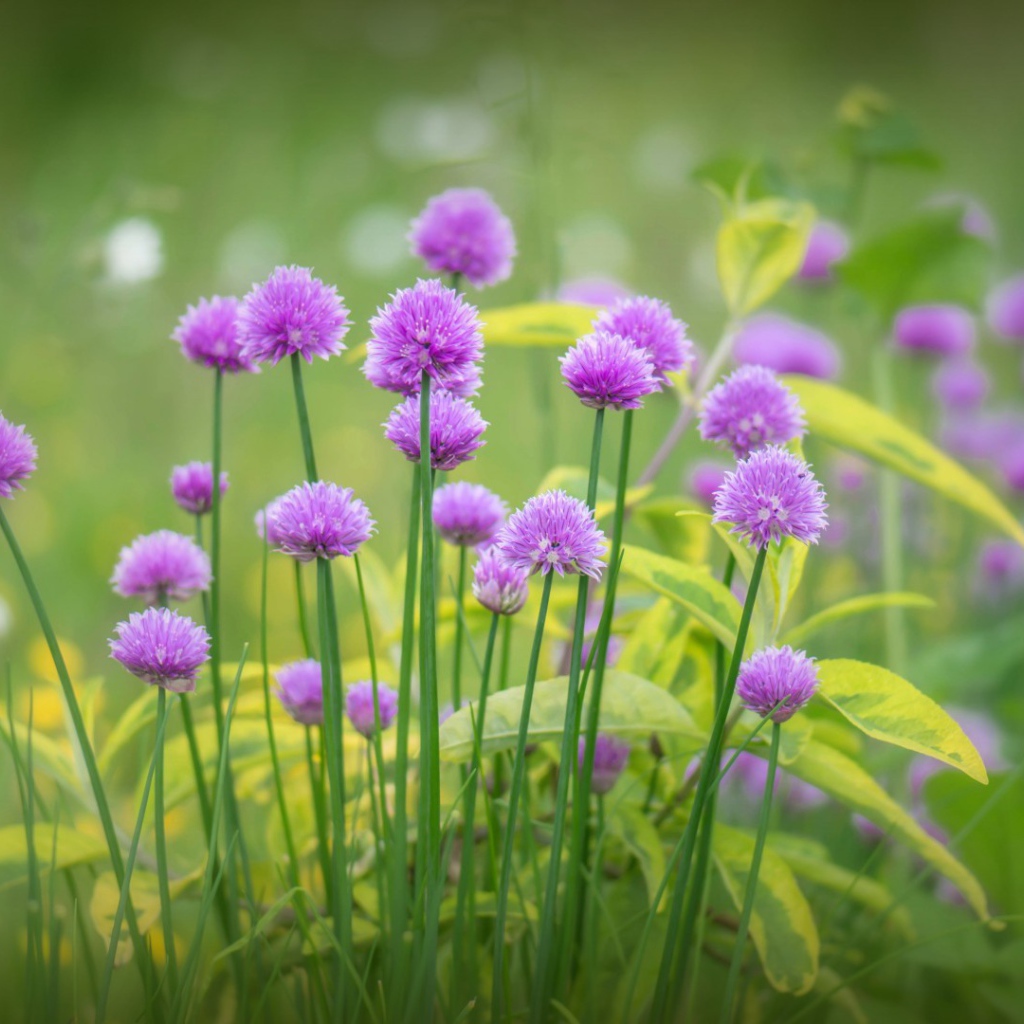 Поляна для отдыха