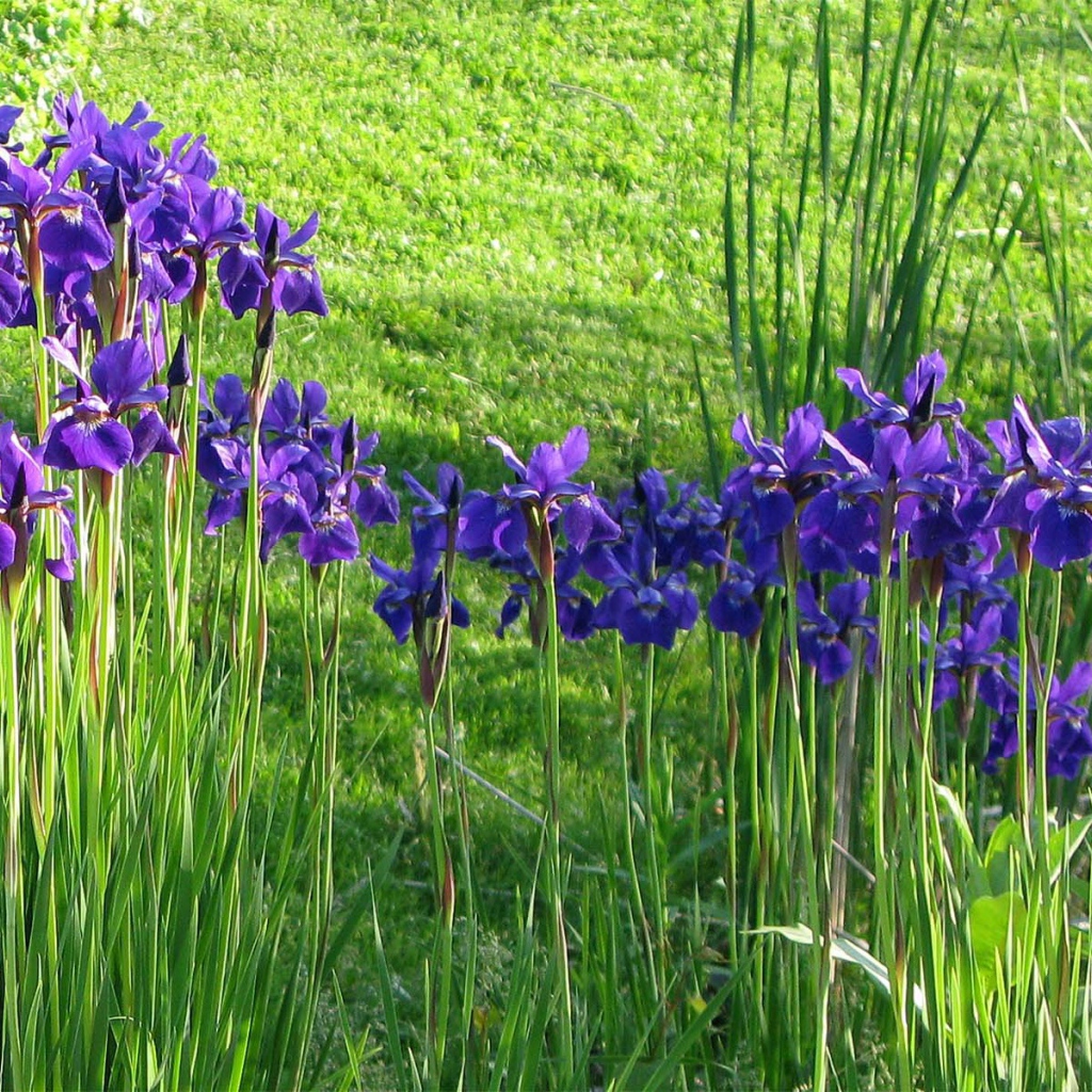 Полянка с ирисами