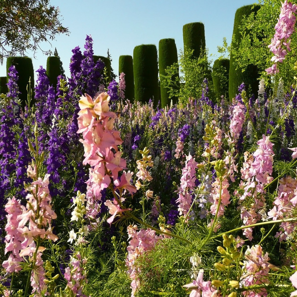 Цветение гладиолусов в саду