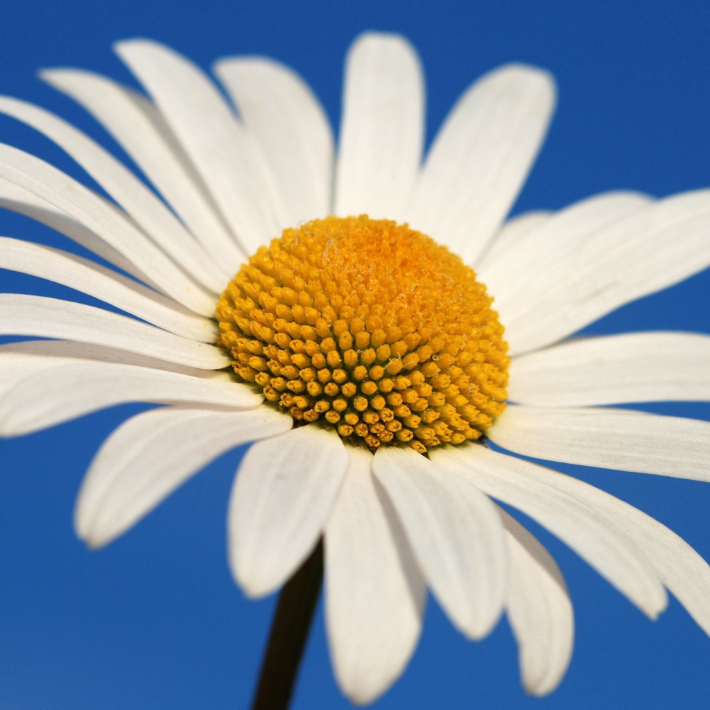 Большая белая ромашка