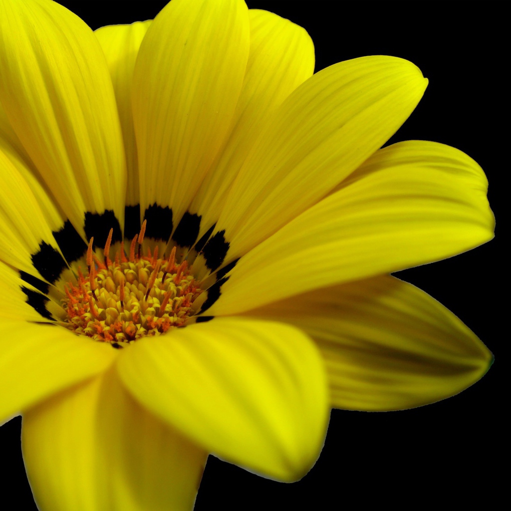 Великолепный желтый цветок