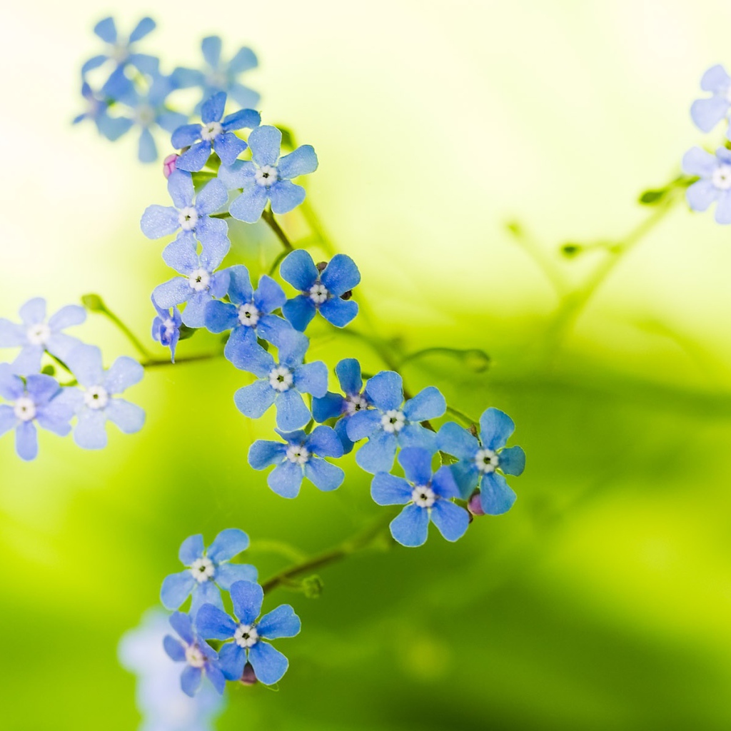 Прекрасные цветы