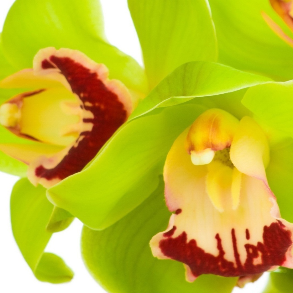 Зеленые орхидеи