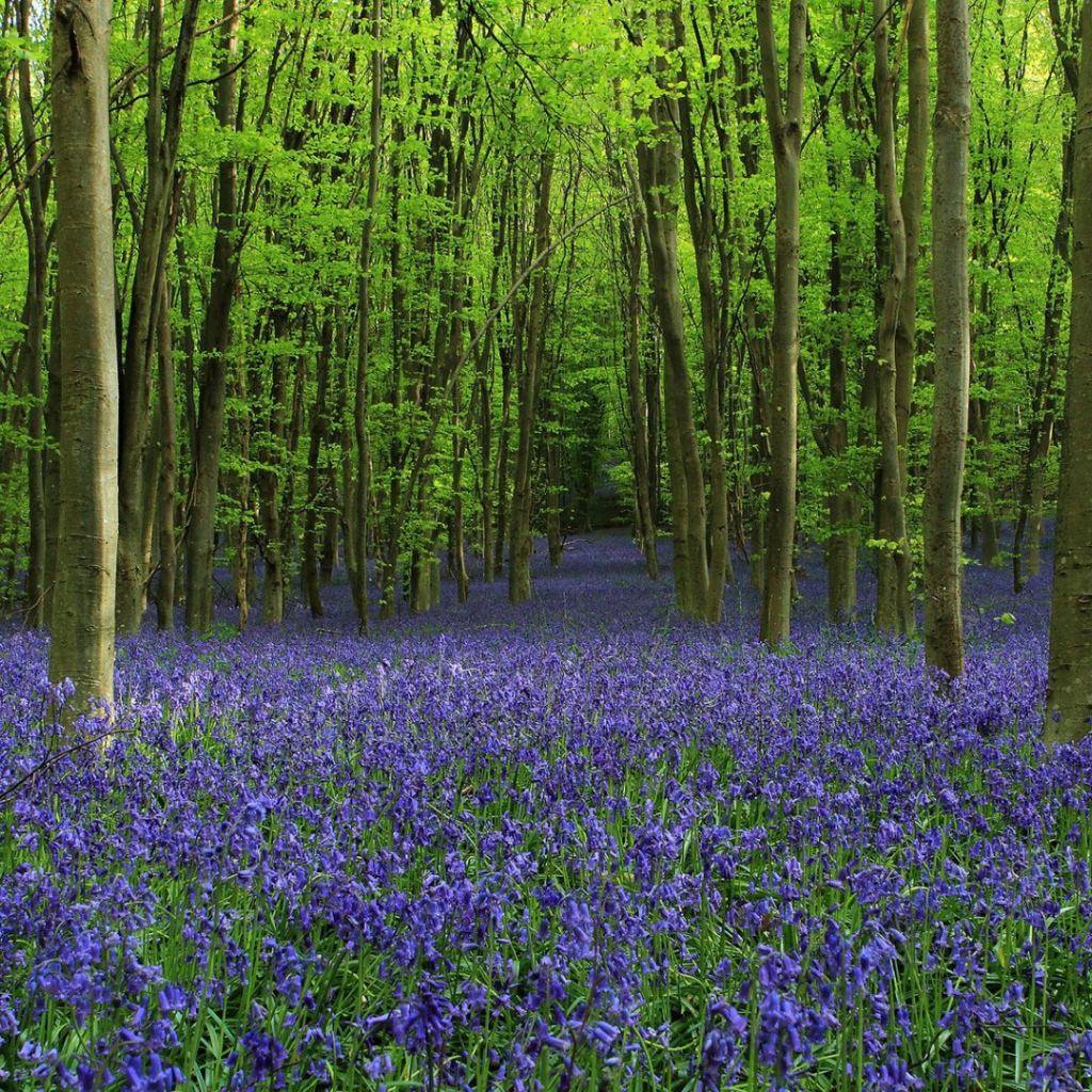 Роща среди густых колокольчиков