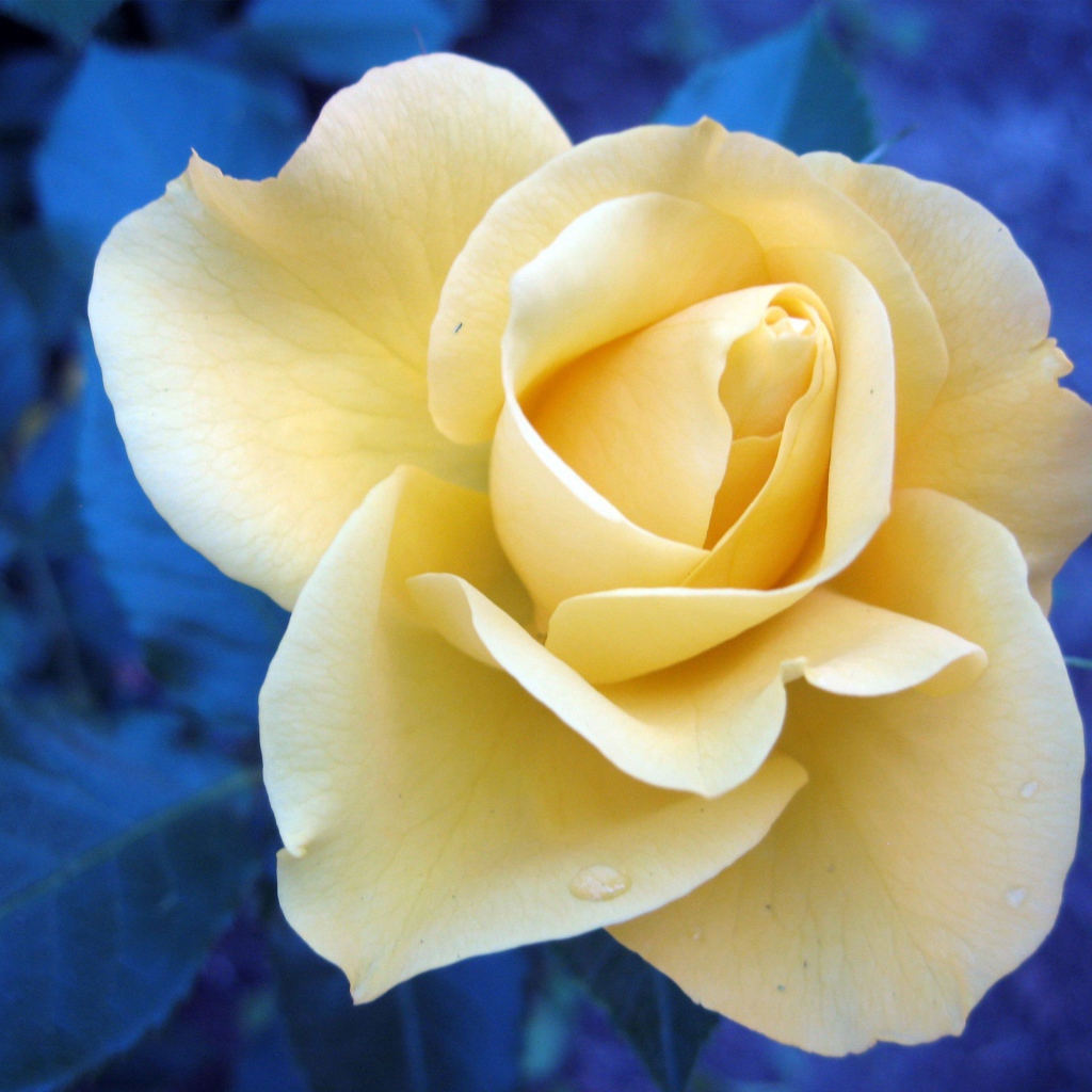 Растущий цветок