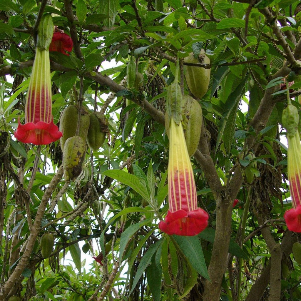 Выращивание растения бругмансия в саду