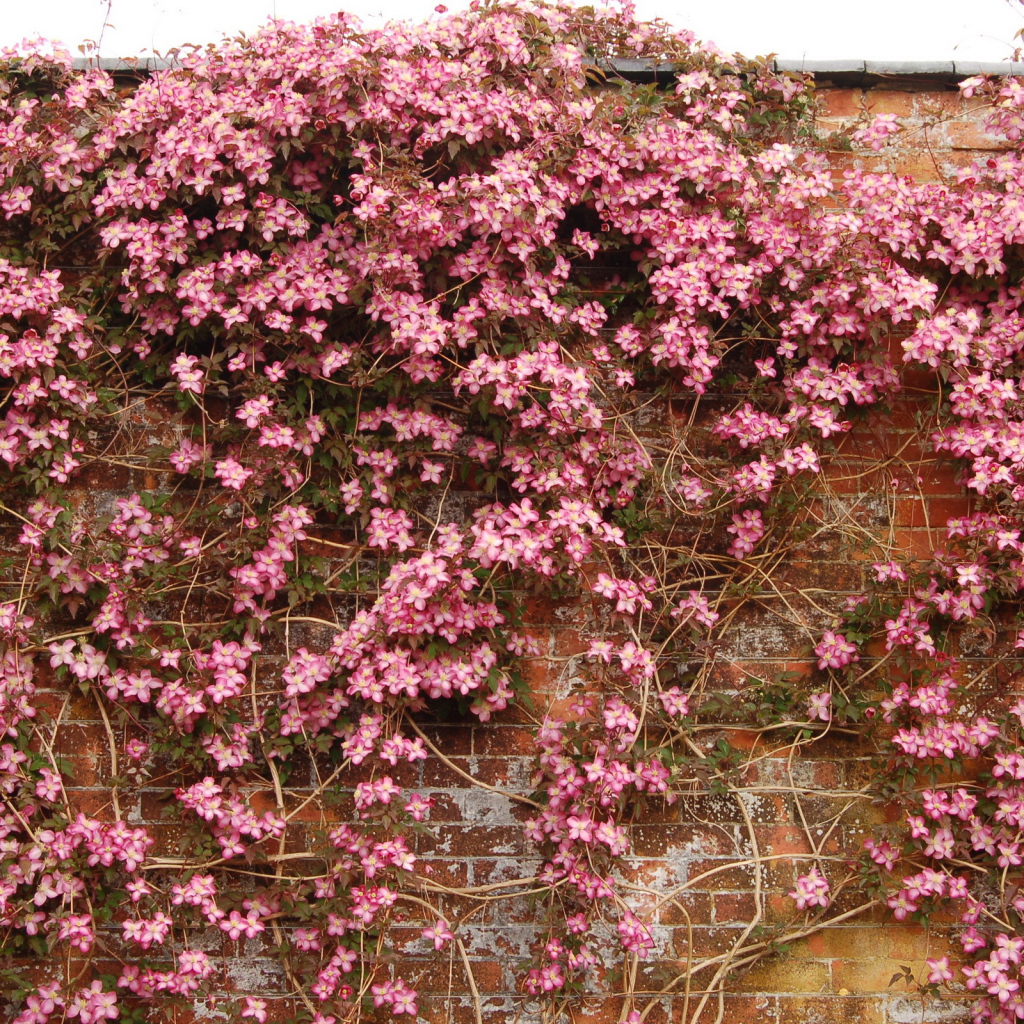 Выращивание цветов клематис в саду