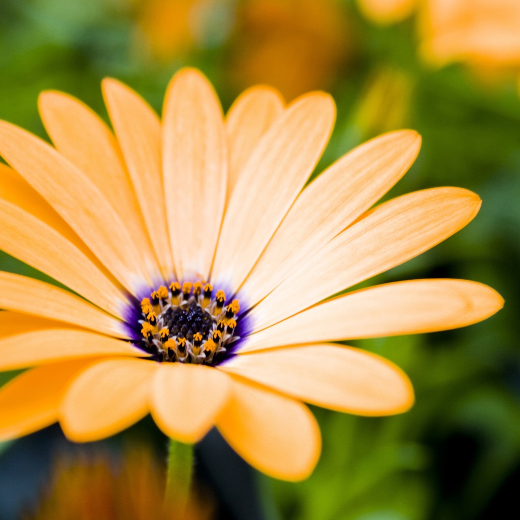 Растущие цветы